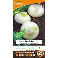 Protecta - Graines paysannes Oignon Blanc De Rebouillon