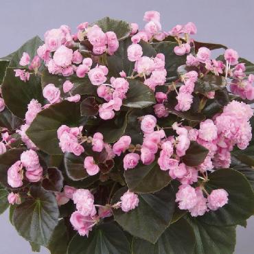 Begonia Doublet Pink - Plante annuelle