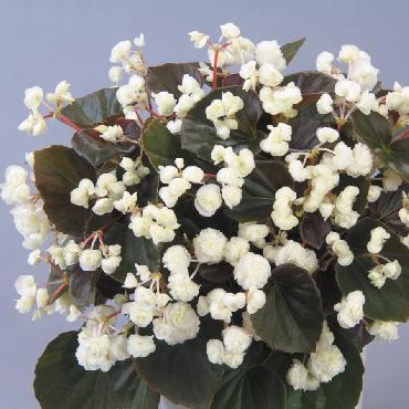 Begonia Doublet White - Plante annuelle