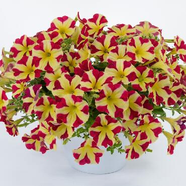 Surfinia Amore Queen of Hearts - Plante annuelle