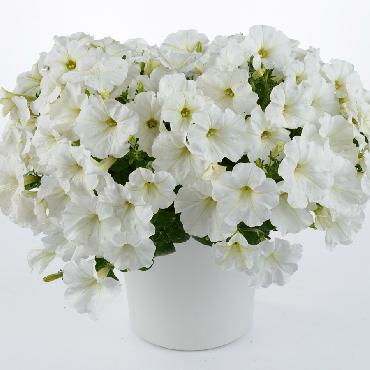 Surfinia Capella White - Plante annuelle