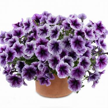 Surfinia Ray Purple Vein - Plante annuelle