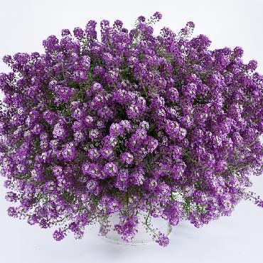 Lobularia Deep Lavender Stream - Plante annuelle