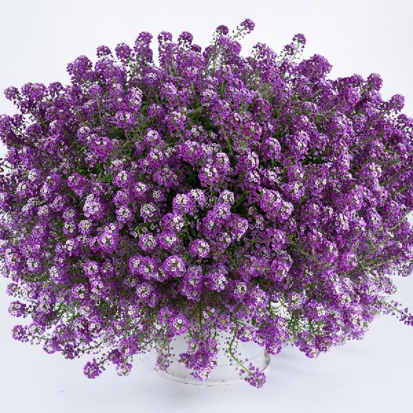 Lobularia Deep Lavender Stream - Plante annuelle