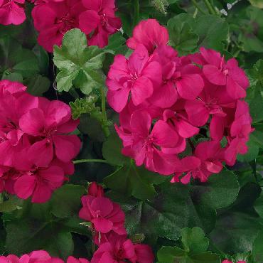 Geranium retombant Double Neon Pink - Plante annuelle