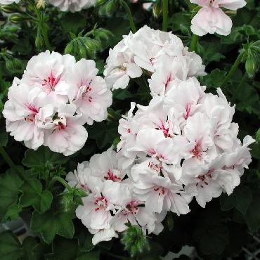 Geranium retombant Double Blanche Roche White - Plante annuelle