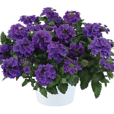 Verveine Virgo Up Purple - Plante annuelle