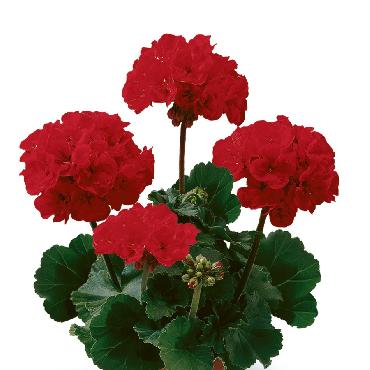 Geranium droit Dark Samelia Dark Red - Plante annuelle