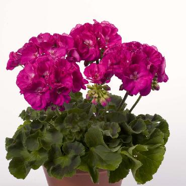 Geranium droit Alice Purple - Plante annuelle