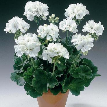 Geranium droit Glacis White - Plante annuelle