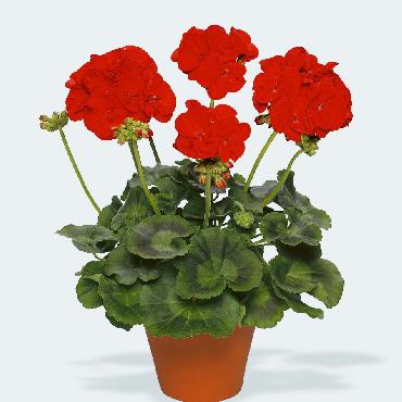 Geranium droit Victor Dark Red Improved - Plante annuelle