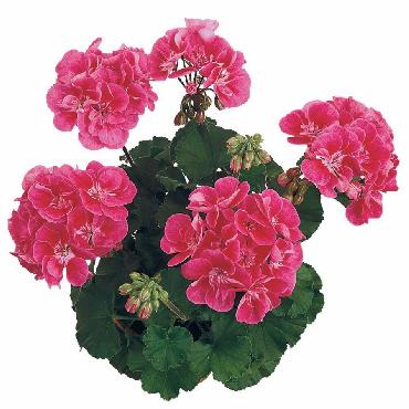 Geranium droit Dark Castello Rose Eye - Plante annuelle