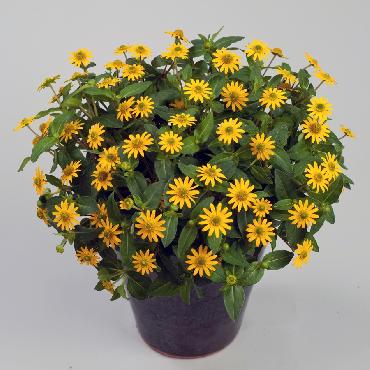 Sanvitalia Talya Great Yellow - Plante annuelle