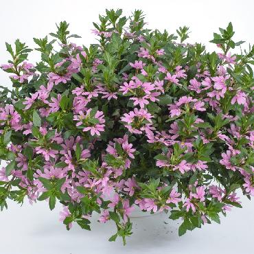 Scaevola Pink Blessing - Plante annuelle