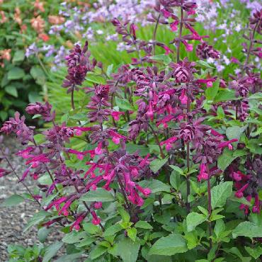 Salvia Love and Whishes - Plante annuelle