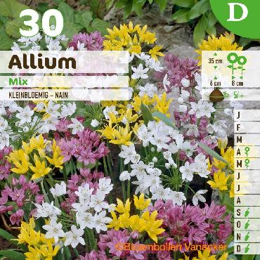 Ail d'ornement - Allium mix couvrant