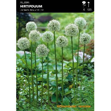 Ail d'ornement - Allium Hirtifolium Album