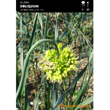 Ail d'ornement - Allium Obliquum