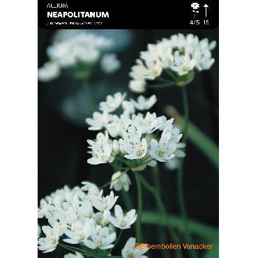 Ail d'ornement - Allium Neapolitanum