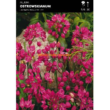 Ail d'ornement - Allium Ostrowskianum (Allium Oreophilum)