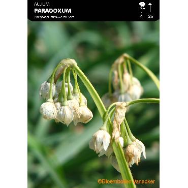 Ail d'ornement - Allium Paradoxum