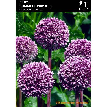 Ail d'ornement - Allium Summer Drummer