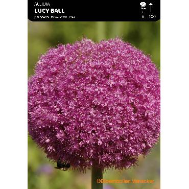 Ail d'ornement - Allium Lucy Bal