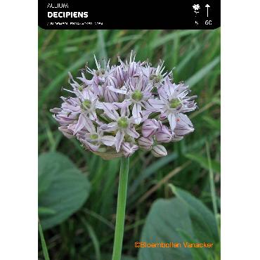 Ail d'ornement - Allium Decipiens