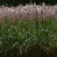 Miscanthus sinensis Malepartus