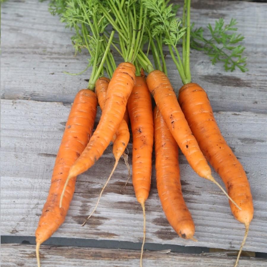 Kit Graines de carottes - Radis et Capucine