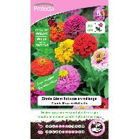 Protecta - Graines paysannes Zinnia Géant Robusta En Mélange