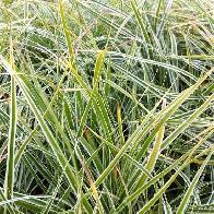 Carex oshimensis Everest