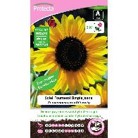 Protecta - Graines paysannes Soleil Tournesol Simple Jaune