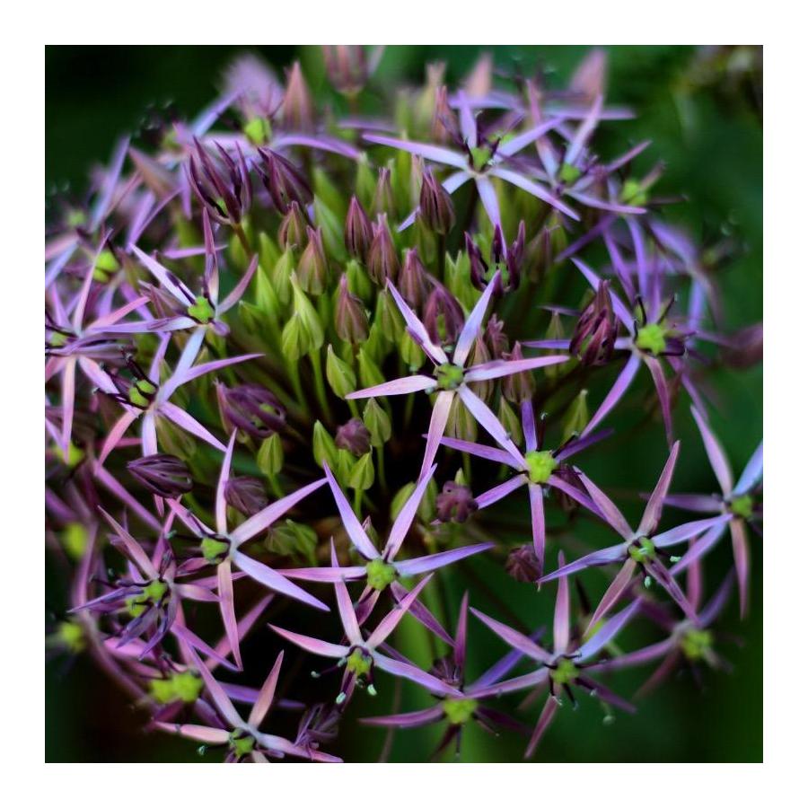 Ail d’ornement - Allium christophii (Allium albopilosum)