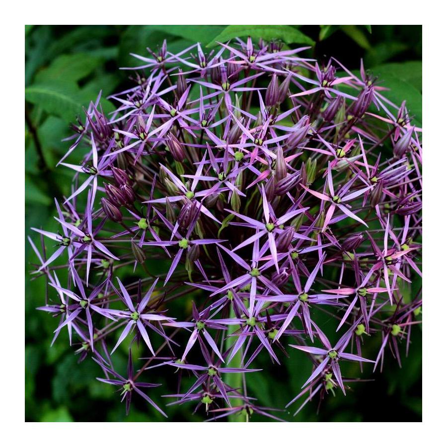 Ail d’ornement - Allium christophii (Allium albopilosum)