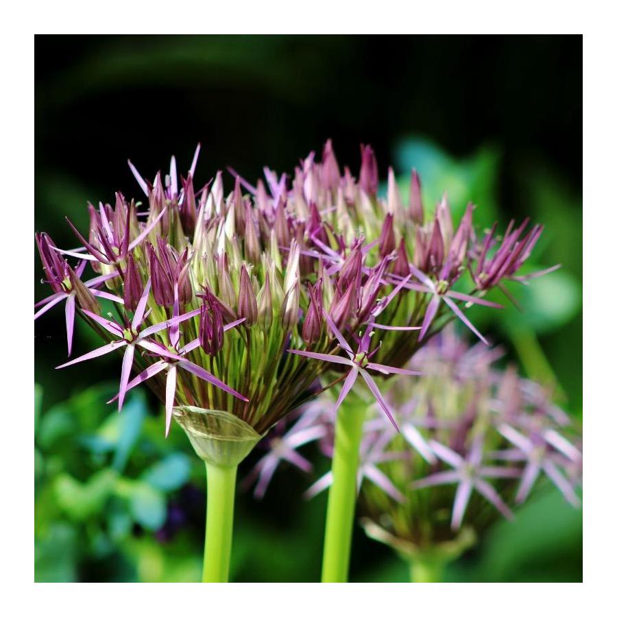 Ail d’ornement - Allium christophii (Allium albopilosum)