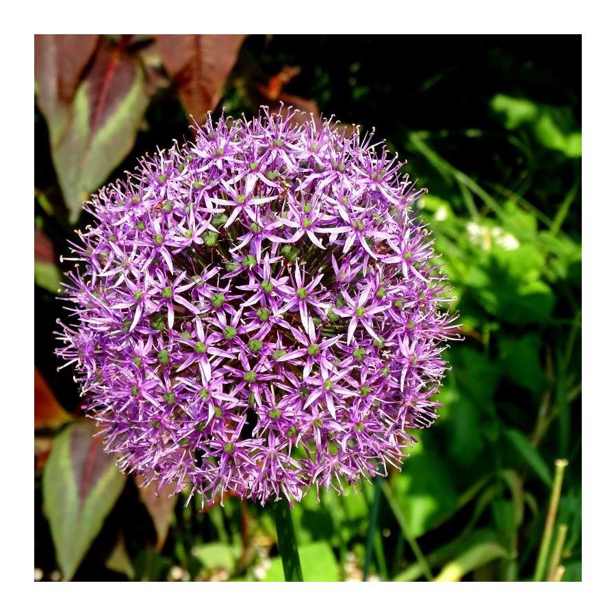 Ail d’ornement - Allium christophii (Allium albopilosum)