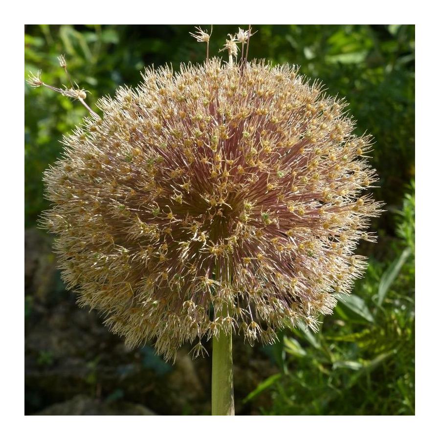 Ail D Ornement Allium Giganteum