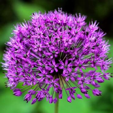 Ail d'ornement - Allium aflatunense Purple Sensation