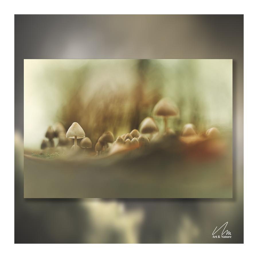 Photographie : Champignons sur une souche