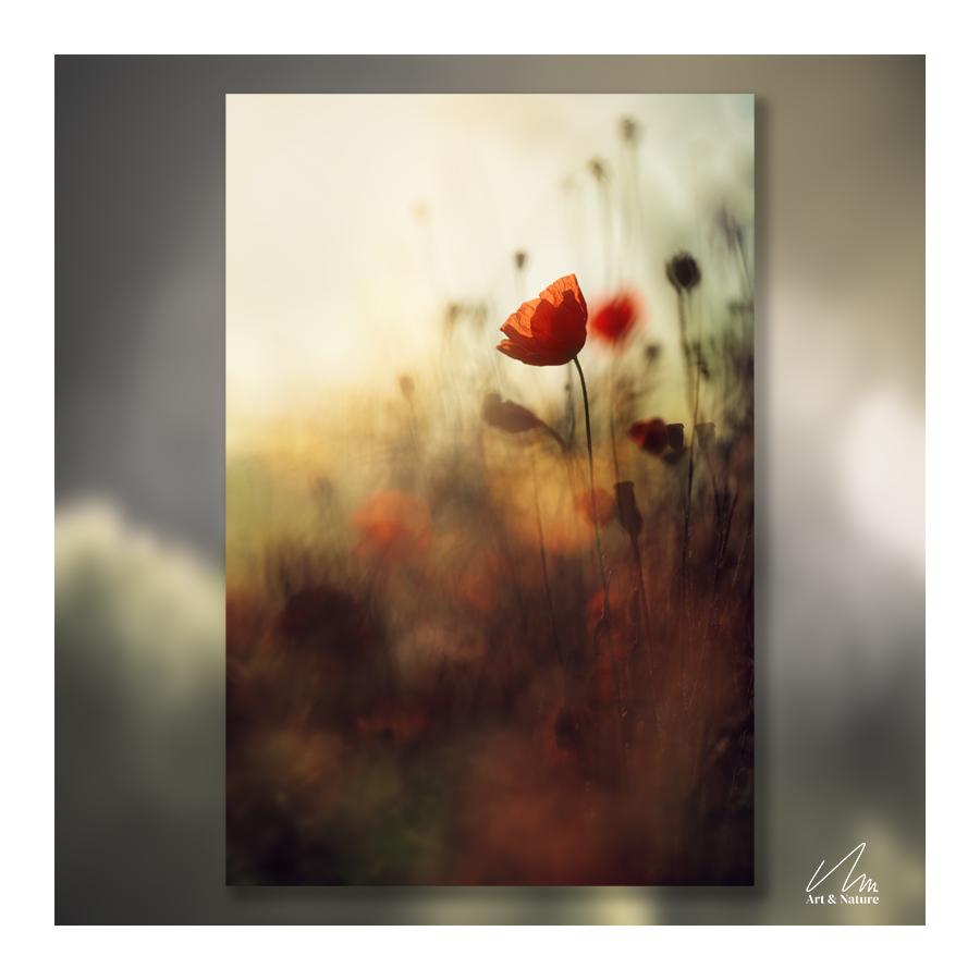 Photographie : Coquelicot dans un champs