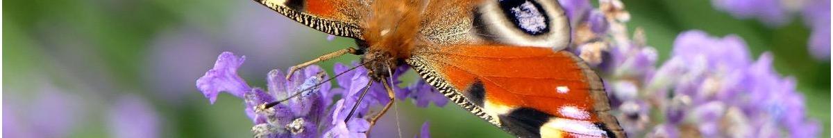 Améliorez la biodiversité dans votre jardin avec les produits ECOstyle, Protecta, Purtica et PUR VER